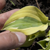 Hosta Yellow Polka Dot Bikini