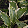 Hosta Yellow Splash Rim