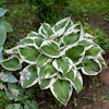 Hosta Zager`s White Edge