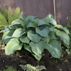 Hosta ziboldiana