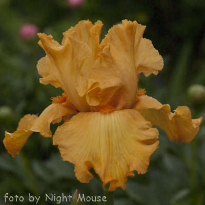 Iris Avalon Sunset