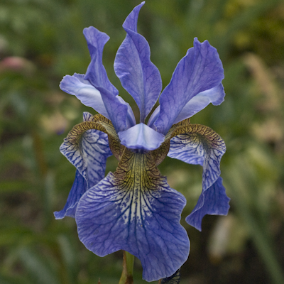 Iris Blue light ir sib