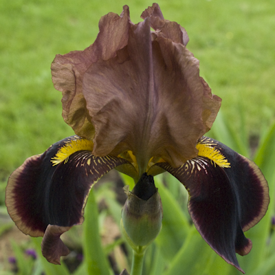 Iris Brown