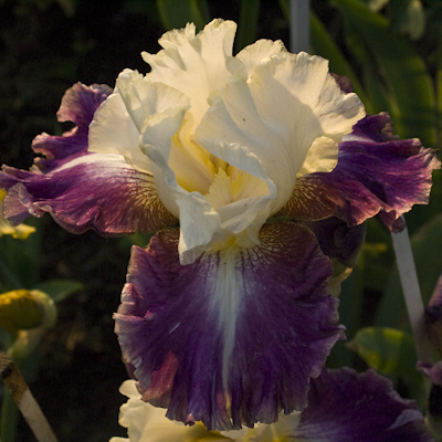 Iris Calipso Beat