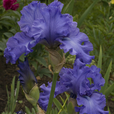 Iris Crater Lake Blue