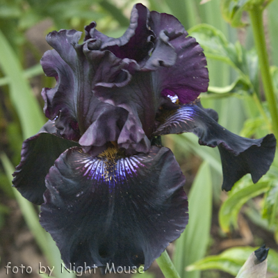 Iris Crimson Light