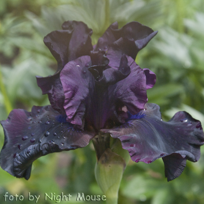 Iris Ebony Angel