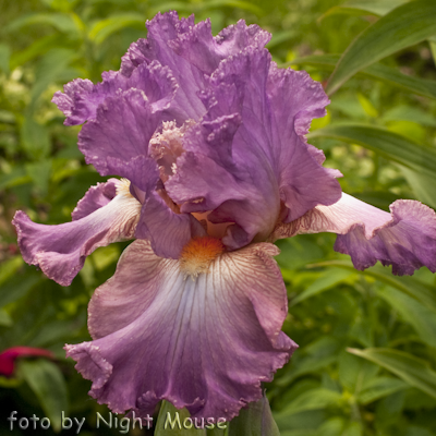 Iris Mallow