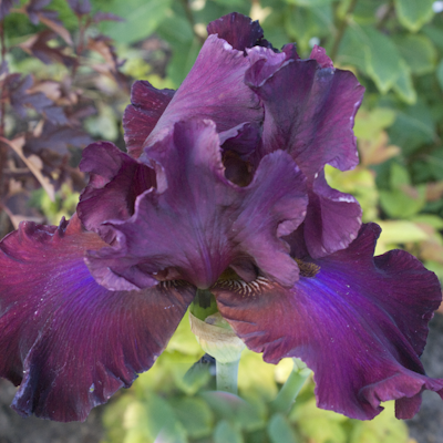 Iris Merlot