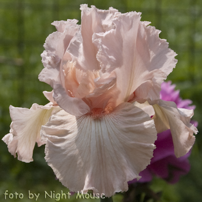 Iris Peppermint Cream