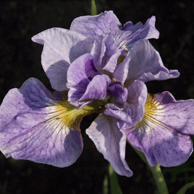 Iris Rigamarole