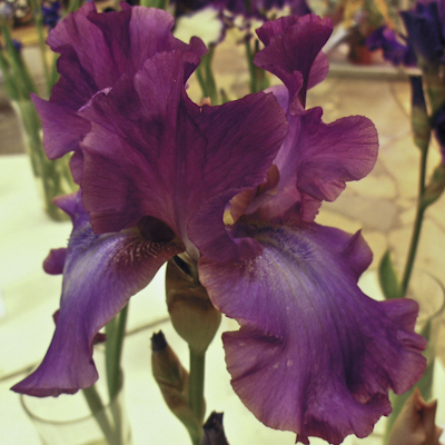 Iris Rosette Wine