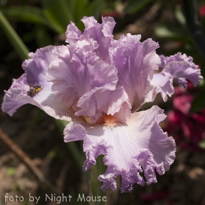 Iris Vienna Waltz