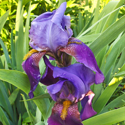 Iris Violet