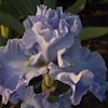 Iris Above the Clioud`s