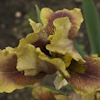 Iris Brons