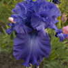 Iris Crater Lake Blue