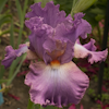 Iris Mallow