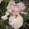 Iris Peppermint Cream