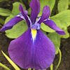 Iris Versicolor