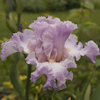 Iris Vienna Waltz