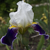 Iris White and Violet