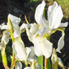 Iris White