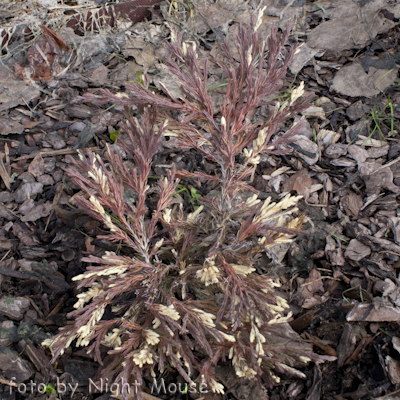 Juniperus Andorra Variegata