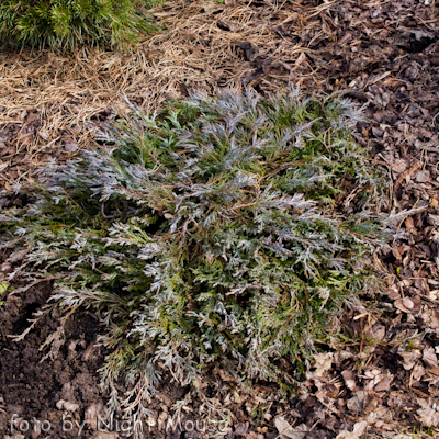 Juniperus Glacier