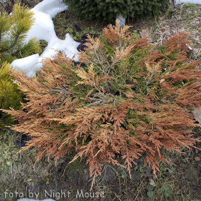 Juniperus Lime Glow