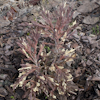 Juniperus Andorra Variegata