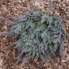 Juniperus Blue Chip