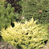 Juniperus Lime Glow