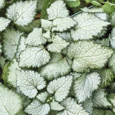 Lamium Beacan Silver