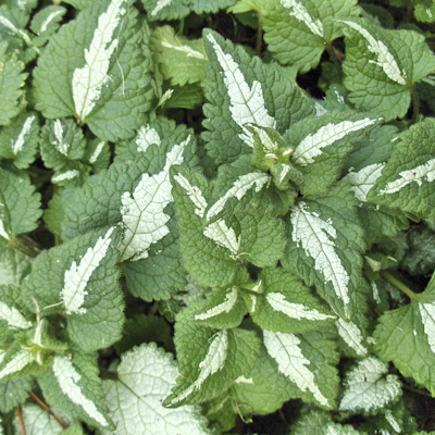 Lamium Roseum