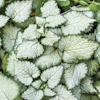 Lamium Beacan Silver