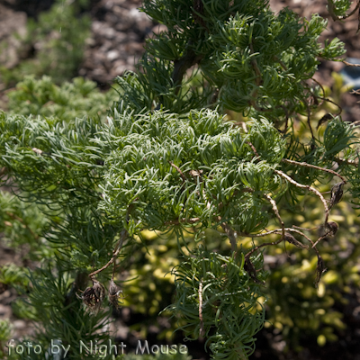 Larix Diana