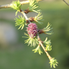 Larix larix