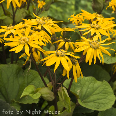 Ligularia Dentata