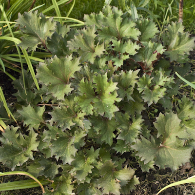 Ligularia Osiris Fantasie