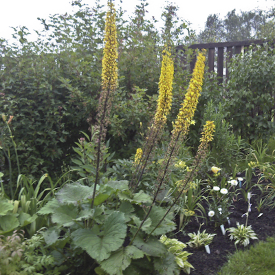 Ligularia Przewalskii