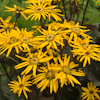 Ligularia Dentata