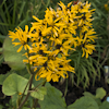 Ligularia Hessy Gregynog Gold