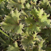 Ligularia Osiris Fantasie