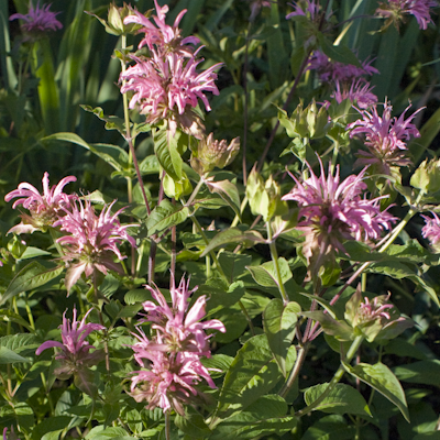 Monarda Beauty of Cobham