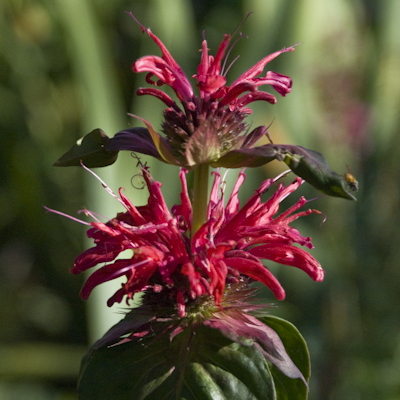 Monarda Pink Supreme