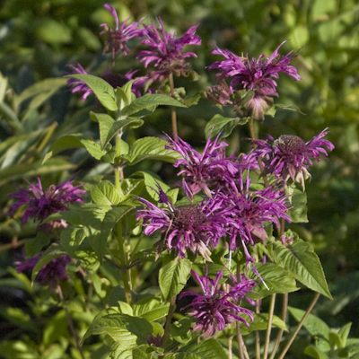 Monarda Prairie Night