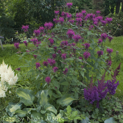 Monarda Purpuria