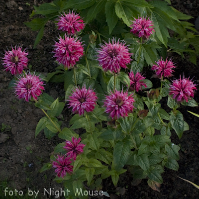 Monarda Scorpio