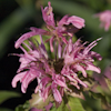 Monarda Beauty of Cobham